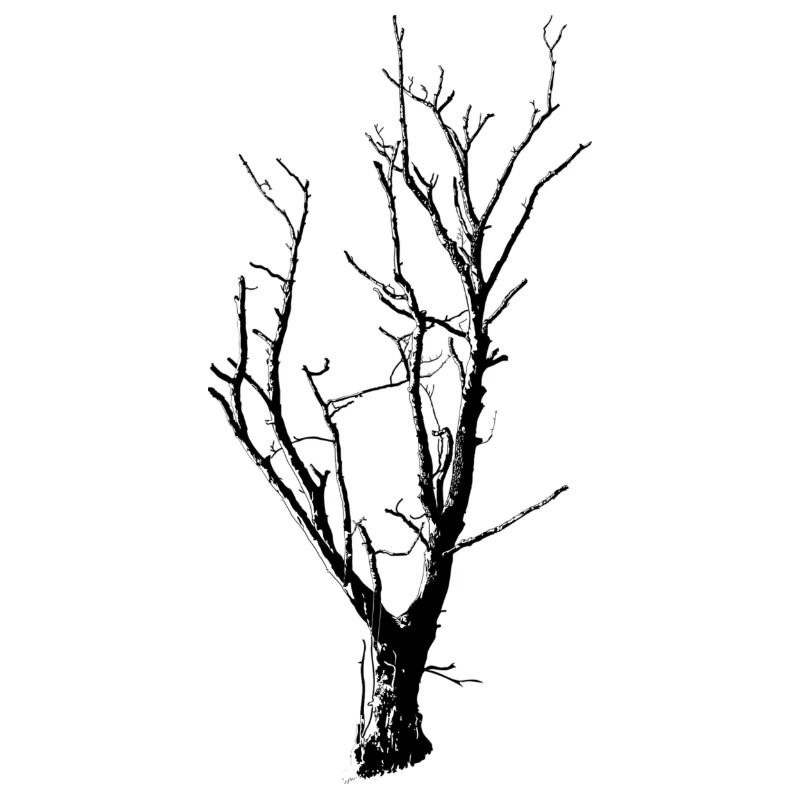 arbre