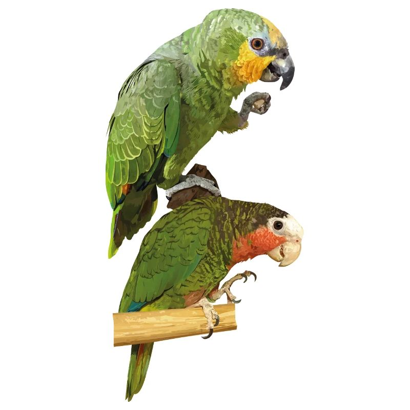 Perroquets