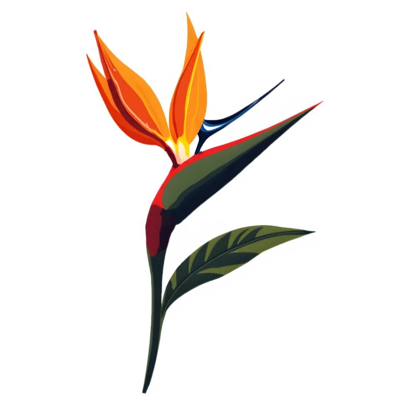 Paradiesvogelblume 