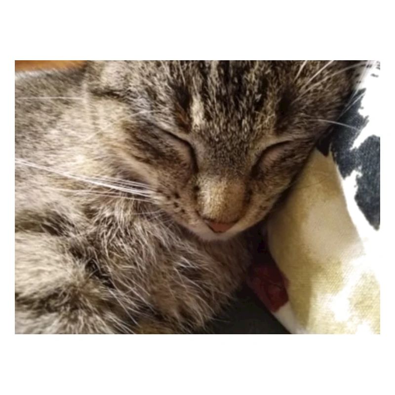 chat, cocur, chatte