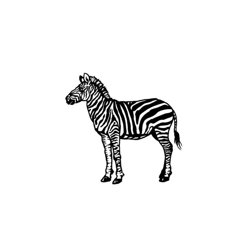 zebra