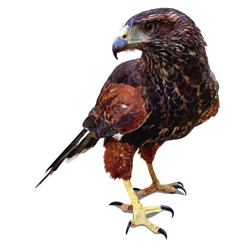 The red-and-black eagle