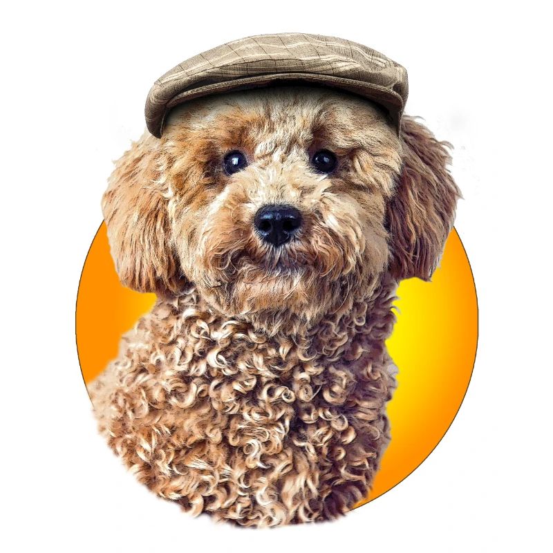 Poodle Pepe with cap