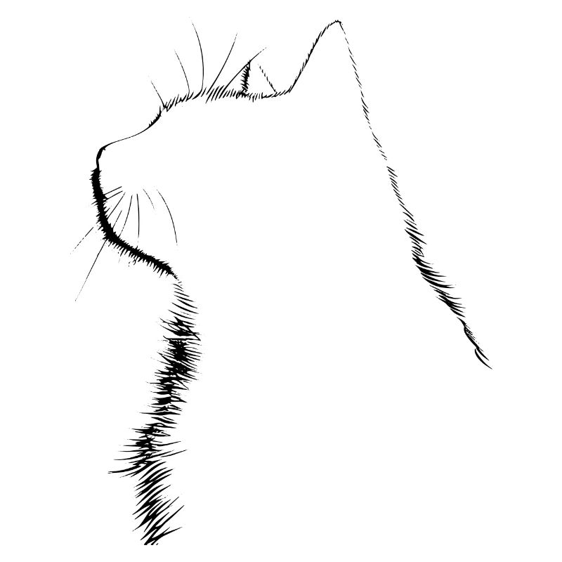 Chat, Motif De Chat