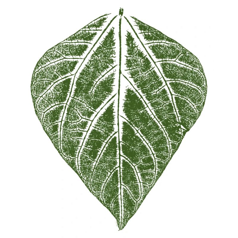 Feuille de haricot / feuilles empreinte du haricot