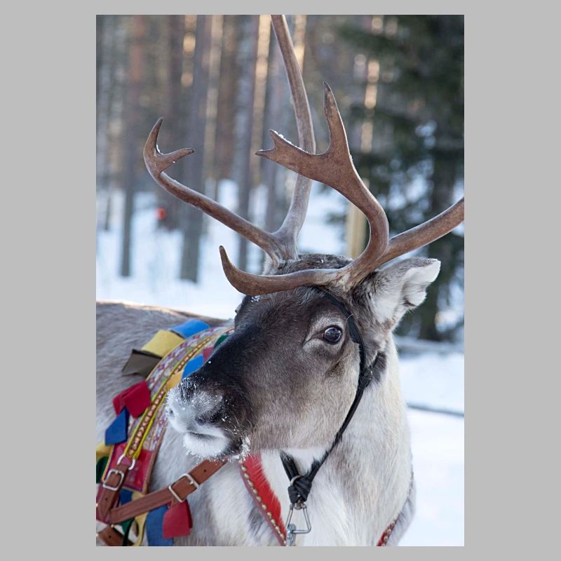 Reindeer