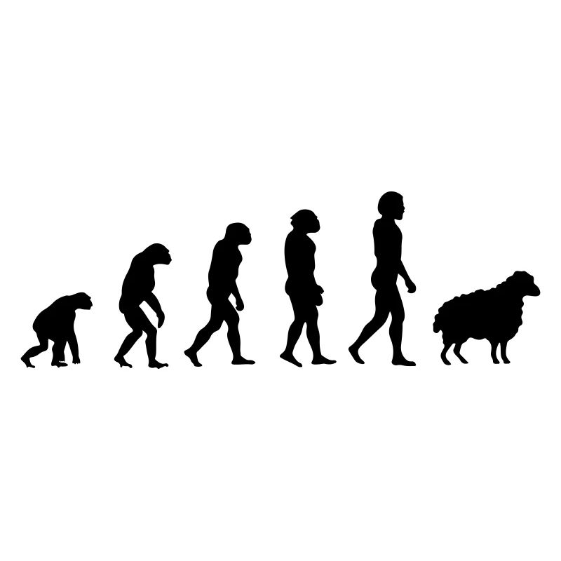 Darwin-Schafe