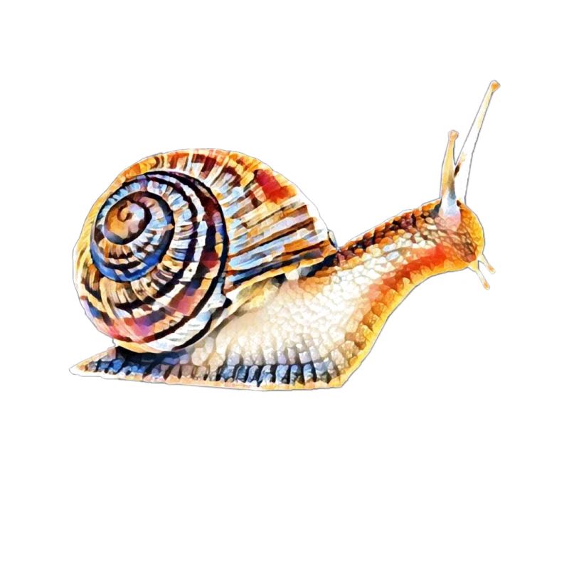 slug