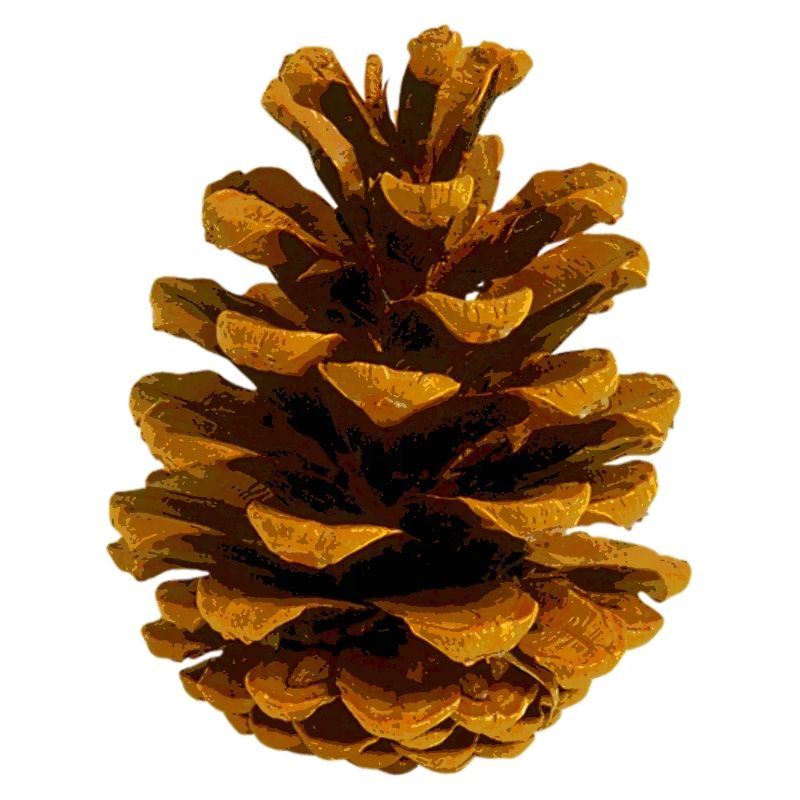 Pomme de pin