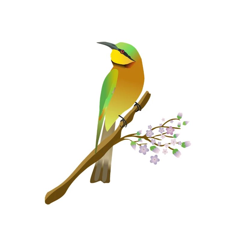 Dwarf Bee-eater Digital Illustration
