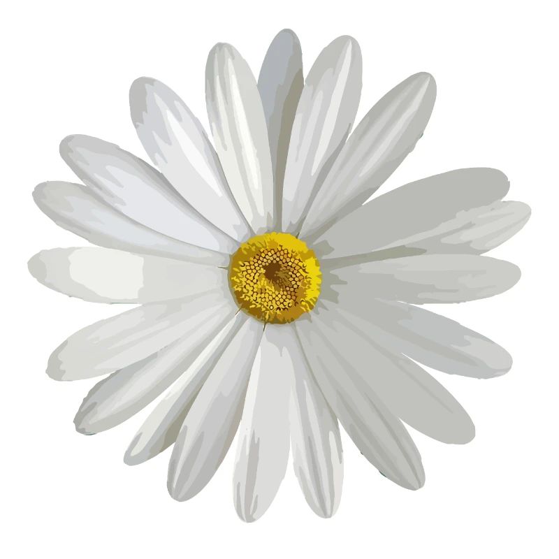 Gänseblümchen