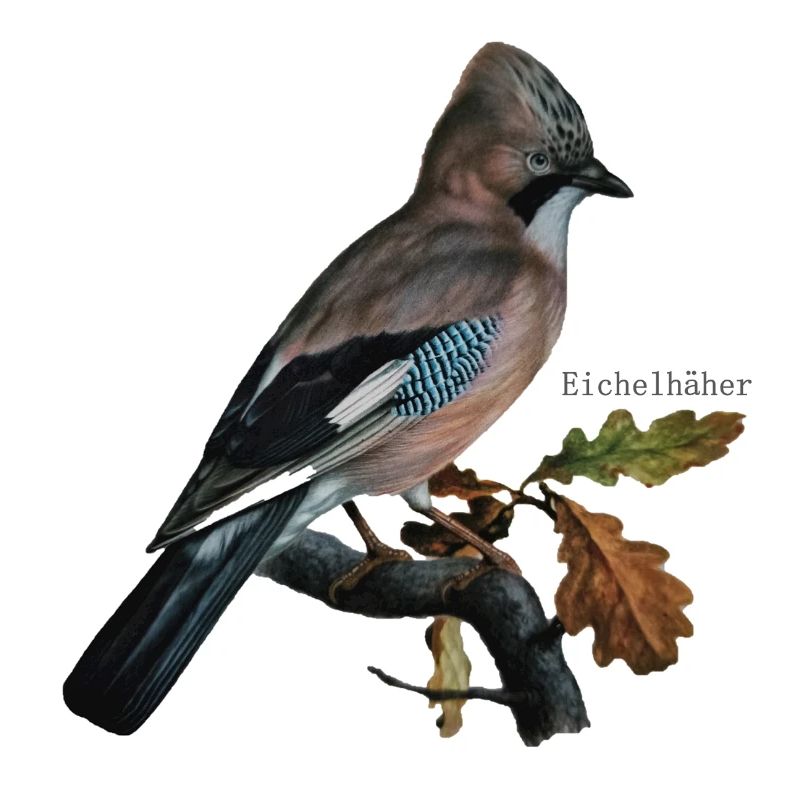 jay