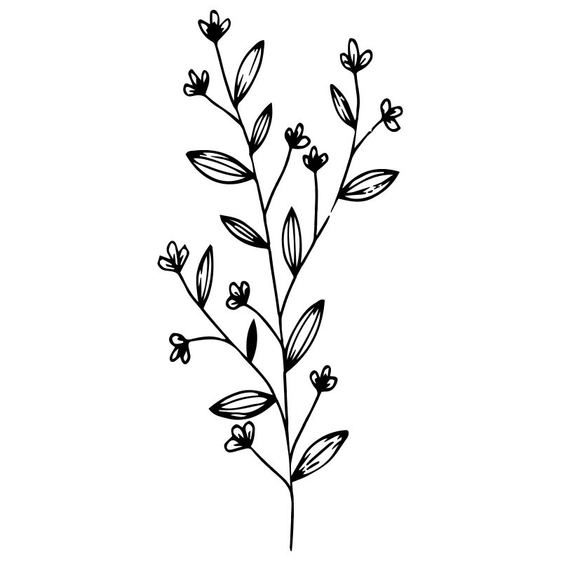 Branche branche feuille feuilles plante nature gui sapin
