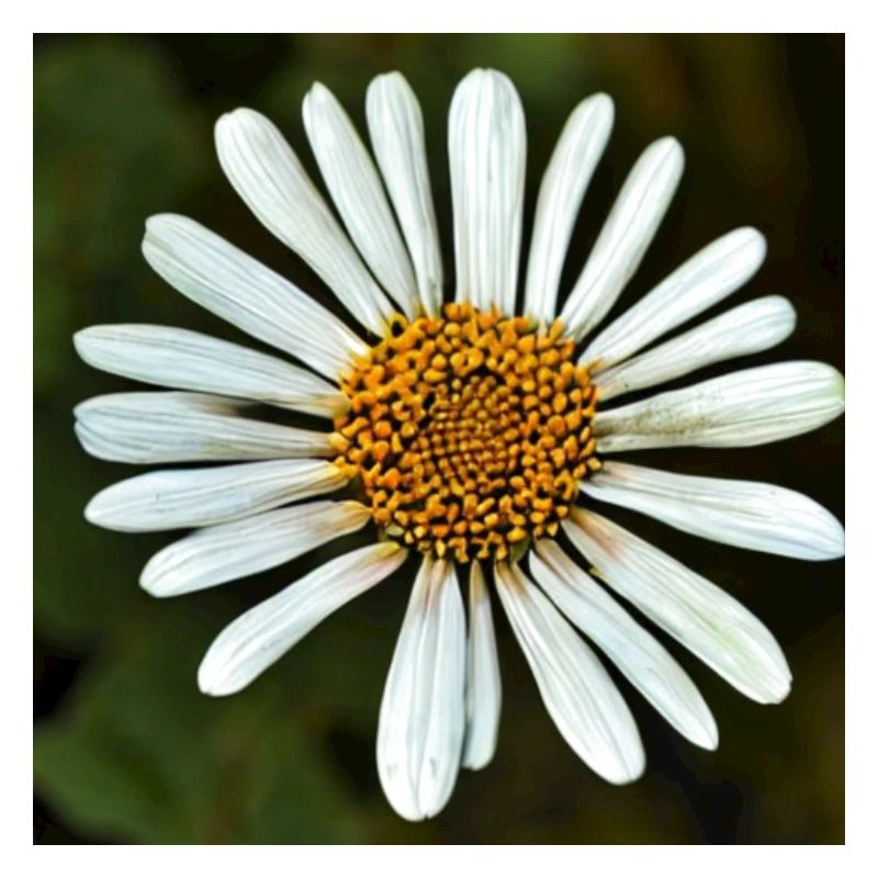Flower that longs for light