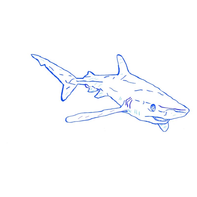 Shark
