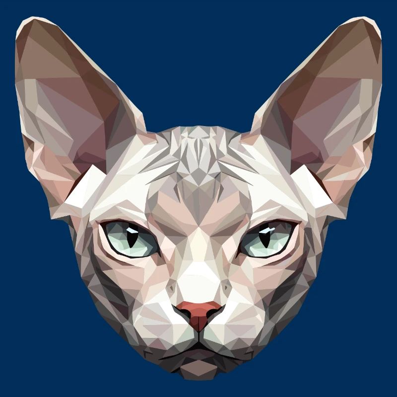 Sphynx Chat Sphynx Chat Chat Canadien Sphinx mignon
