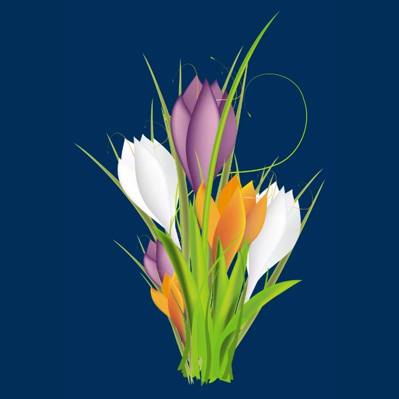 delicate brightly lit crocuses in spring