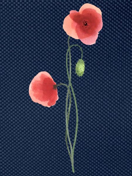 Blume: roter Mohn