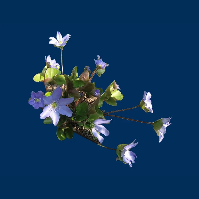 Leberblümchen