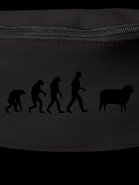 sheep evolution