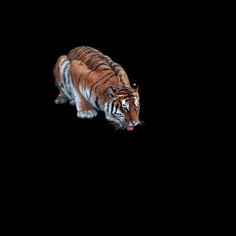 Gepunkteter Tiger