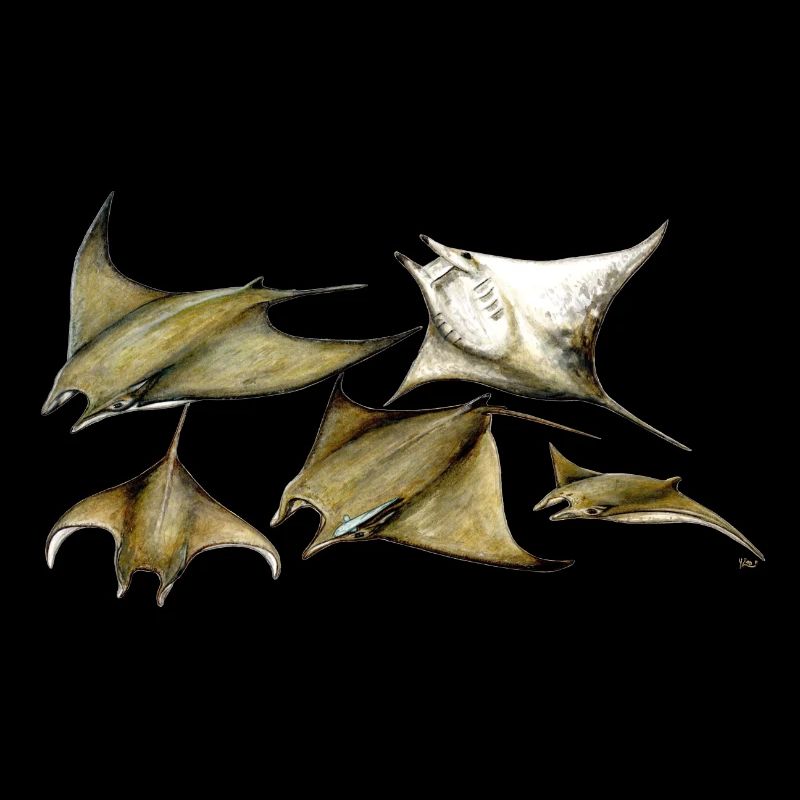 Tarapacana Mobula Stingray - Devil Fish - Raie