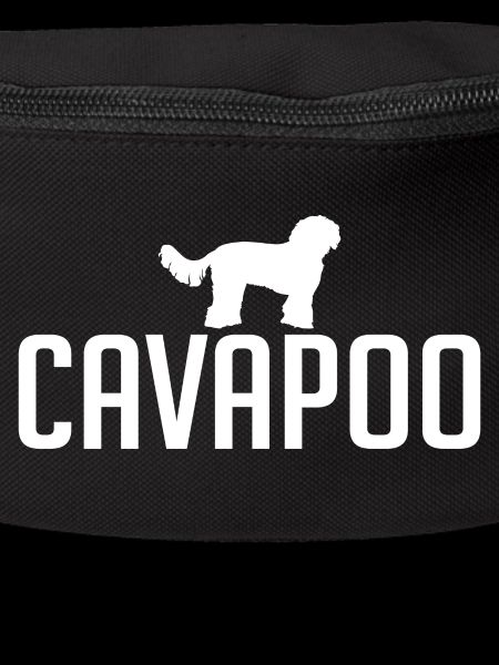 Cavapoo Hunderasse Hunde Wilsigns
