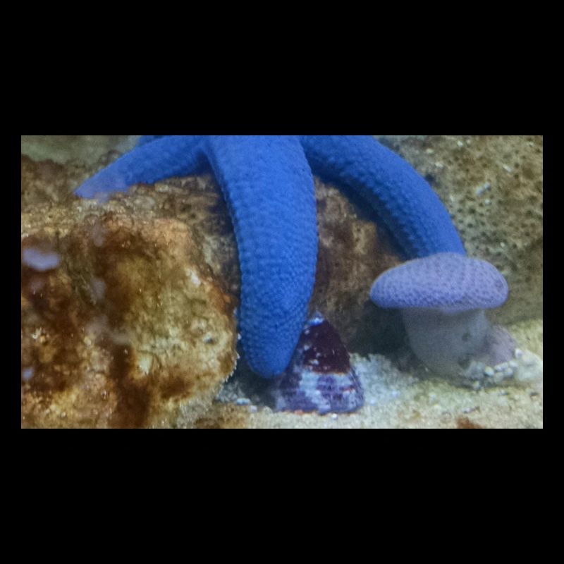 Blauer Seestern