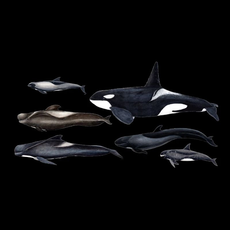 Blackfish - Orcas - Calderones - Grindwal