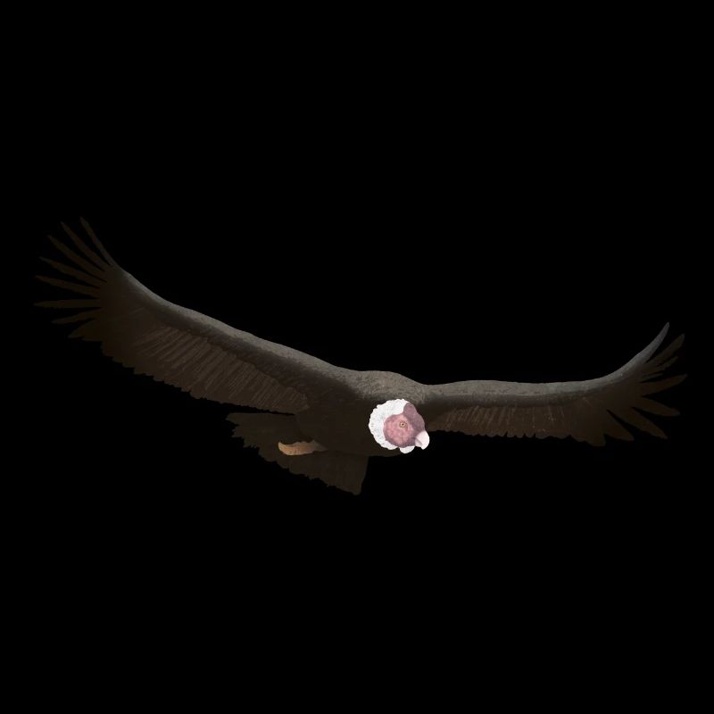 Condor 01
