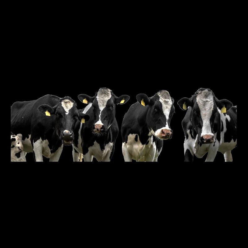 Kuhe. cows
