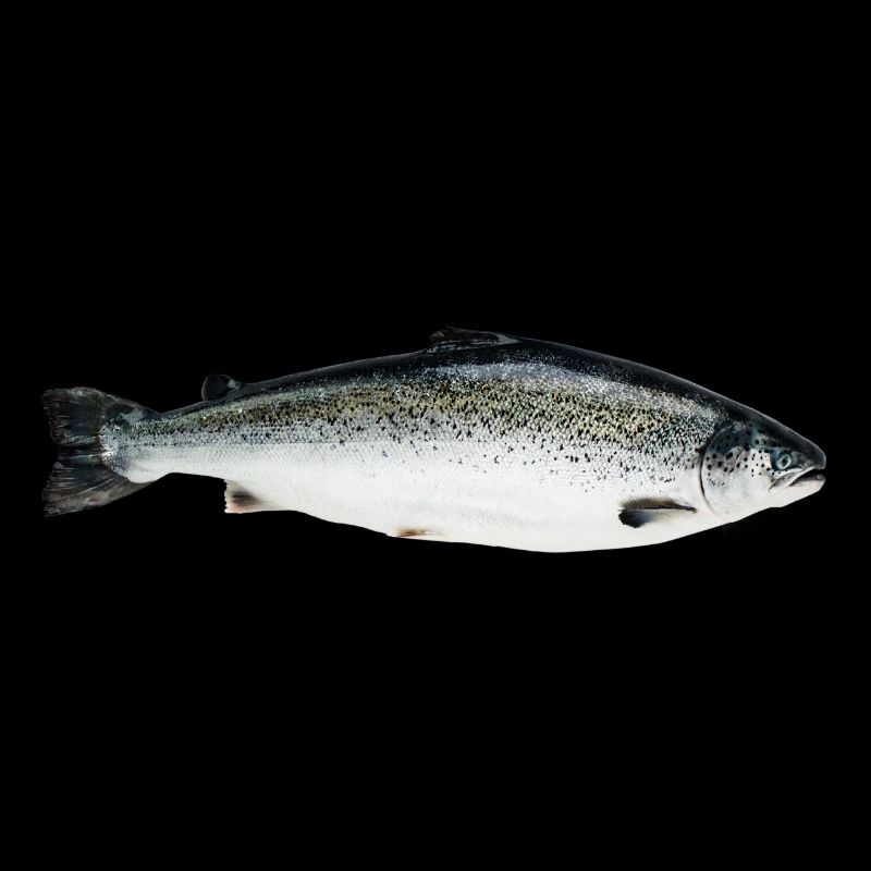 salmon