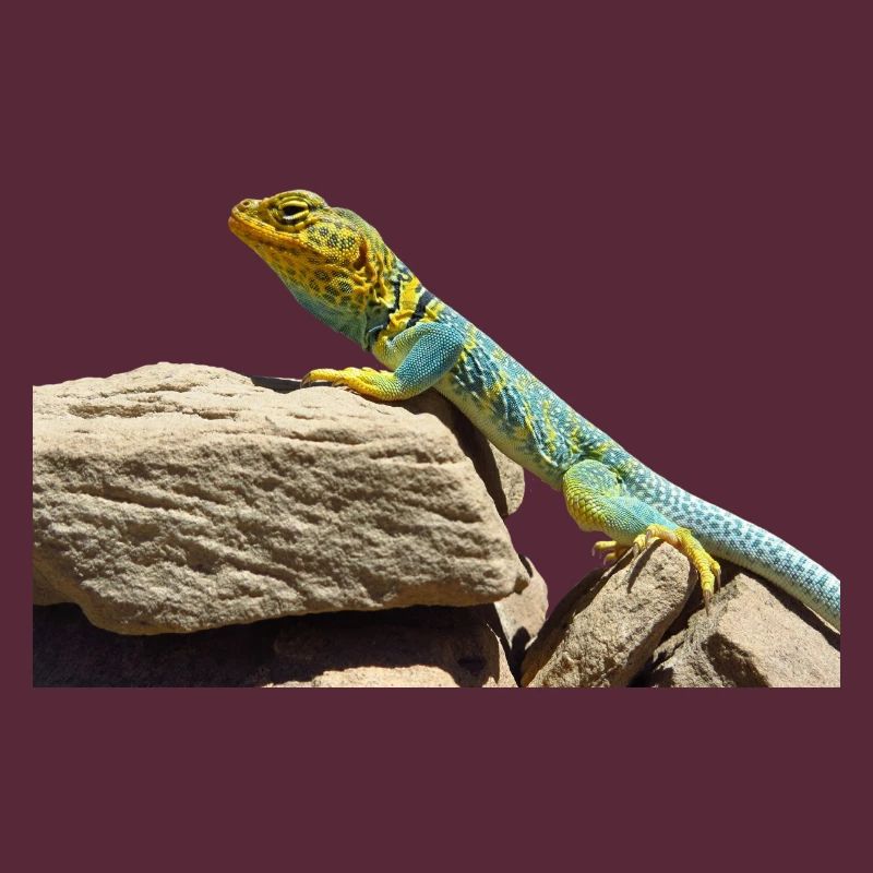 gecko lizard echse eidechse