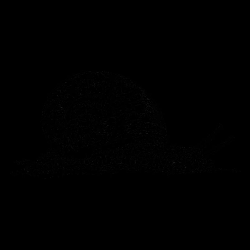 Black and withe snail