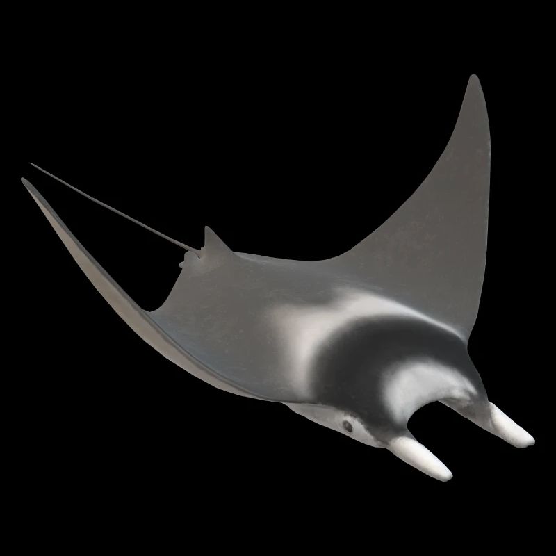 3d Stachelrochen
