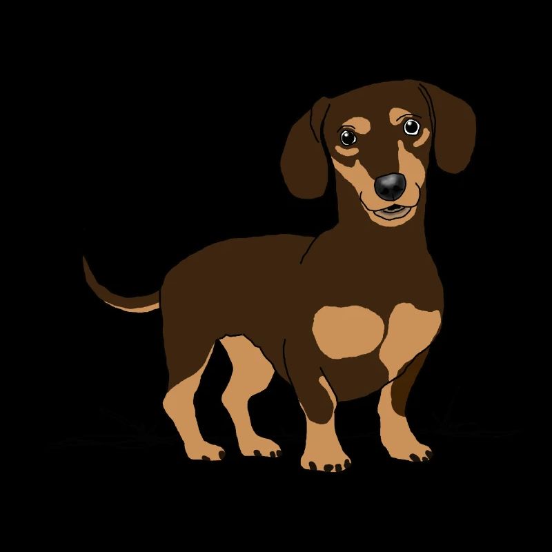 Dachshund, dog