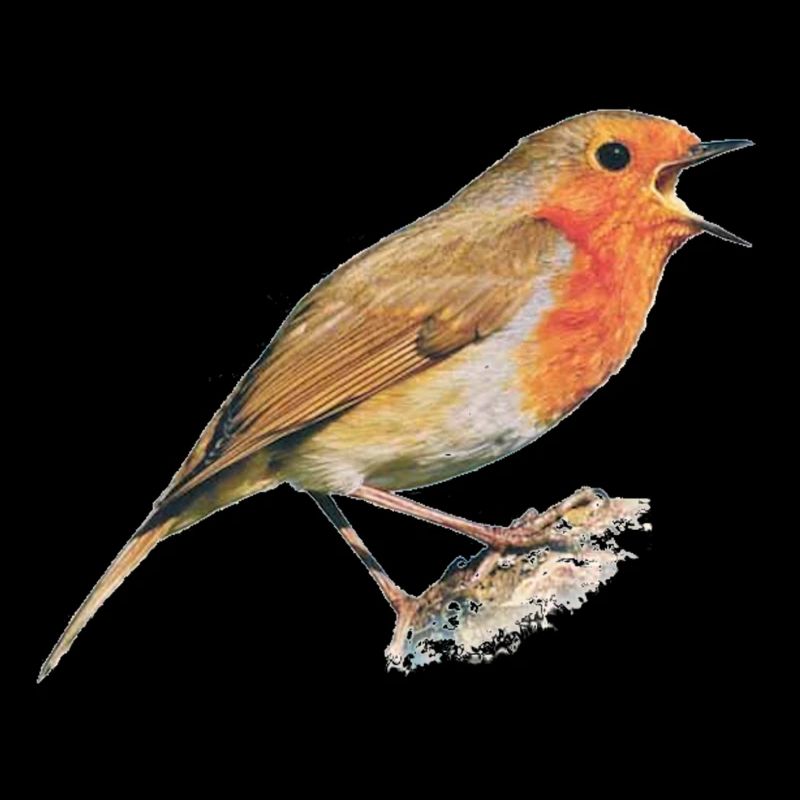 Rotkehlchen Vogel Robin