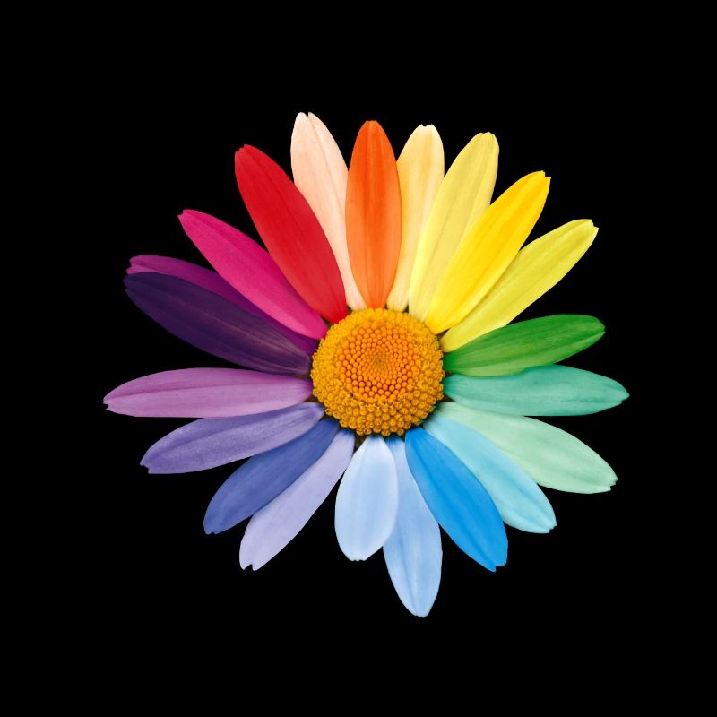 Margerite Gänseblümchen Regenbogenfarben Pride Gay