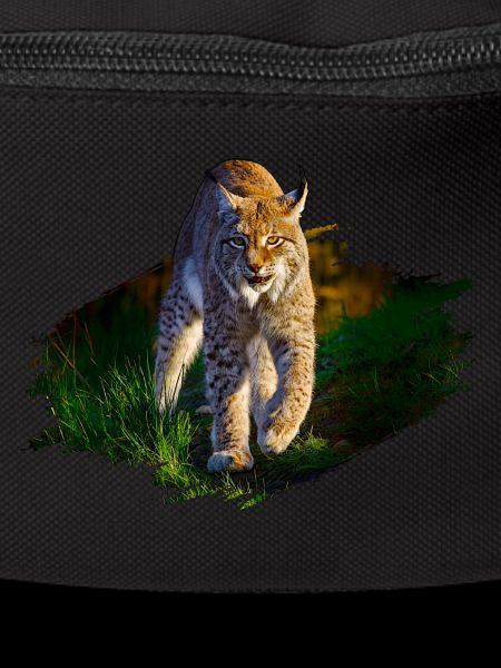 lynx