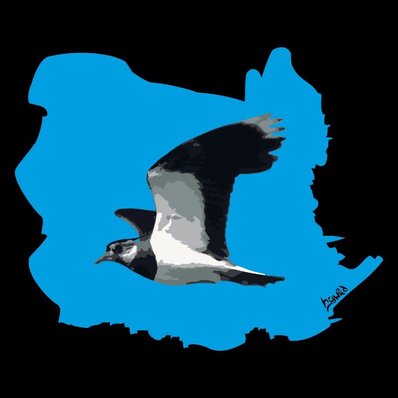 Lapwing (Vanellus vanellus) in flight (BG blue)