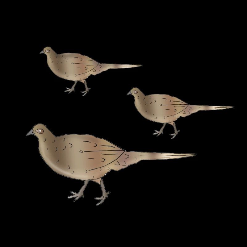 Pheasant chick