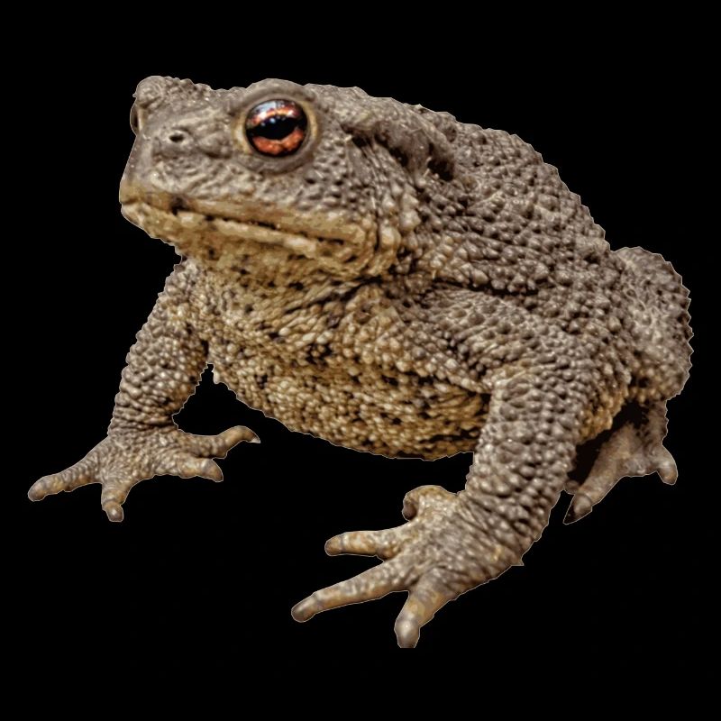 Toads bring luck and eat the gardener's enemies