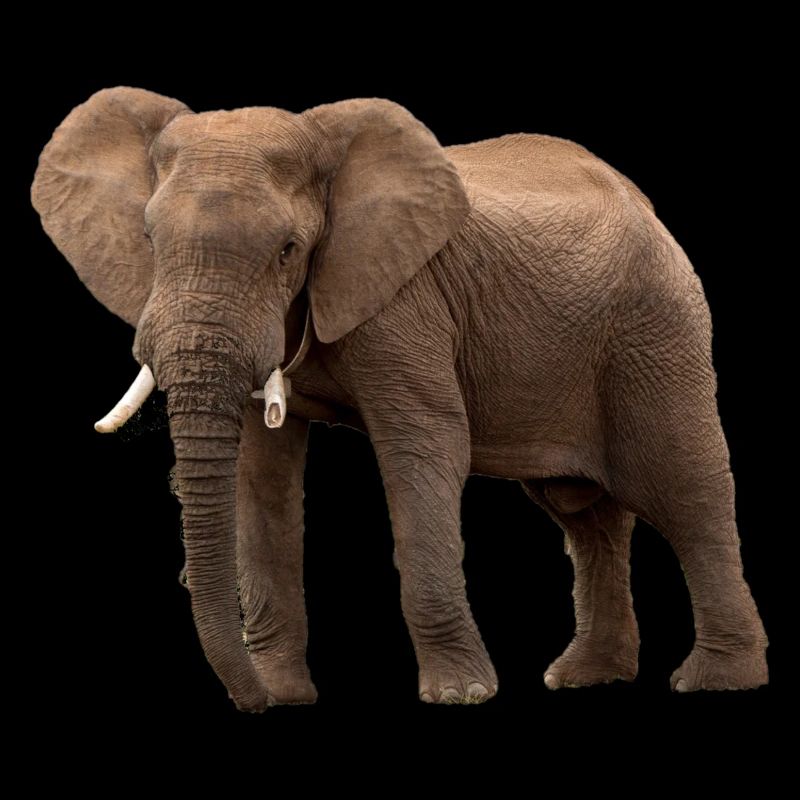 Elefant