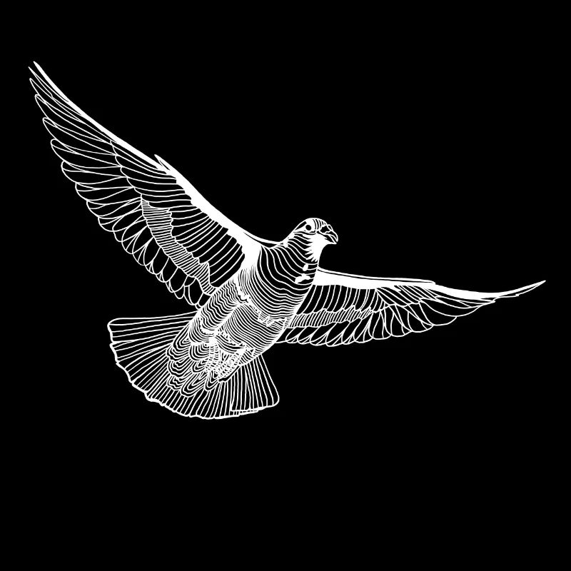 Fliegende Taube Illustration Line Art