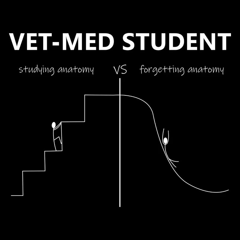 Vet-Med Student - Anatomie