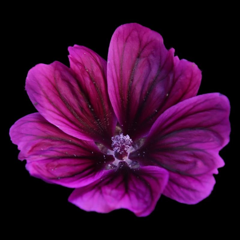 Fleur violette de mauve