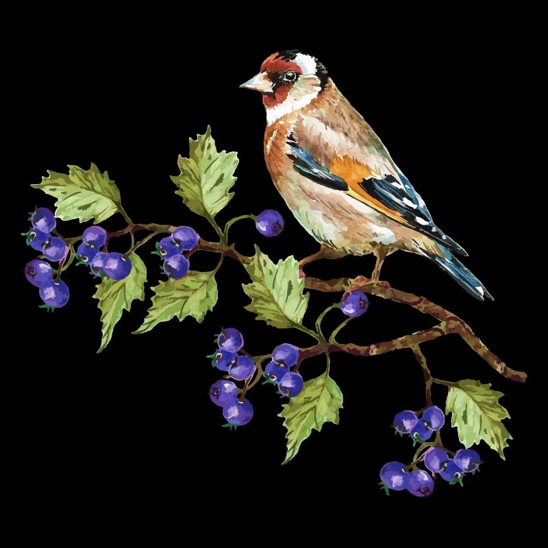 Oiseau coloré