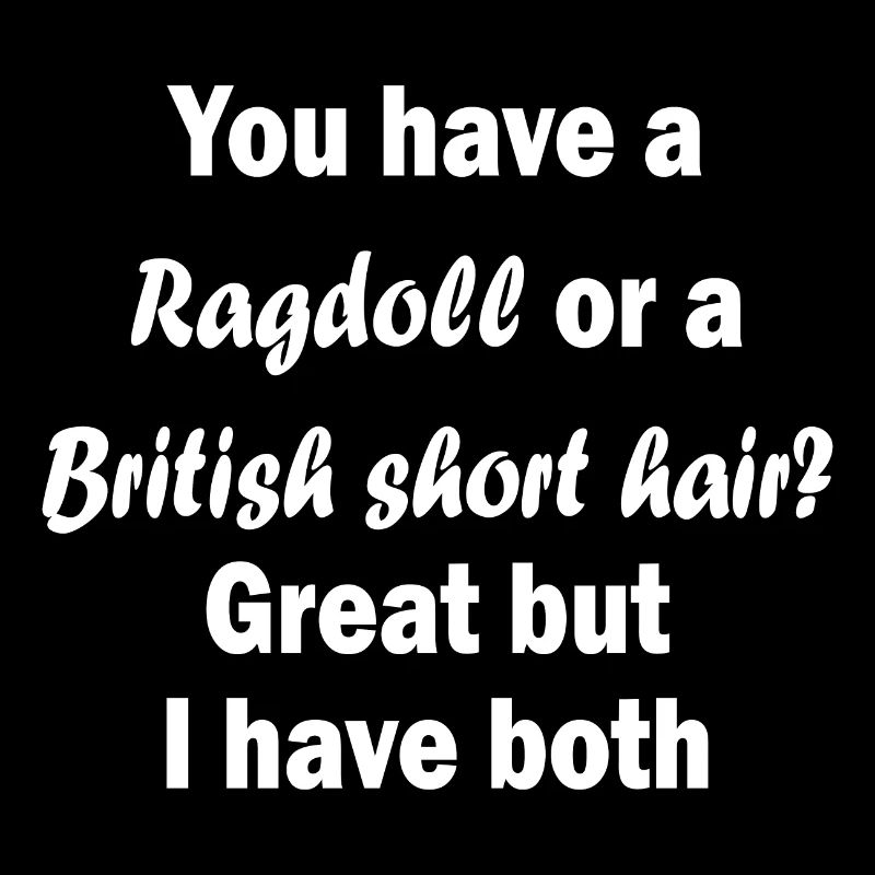 Ragdoll/British Short Hair