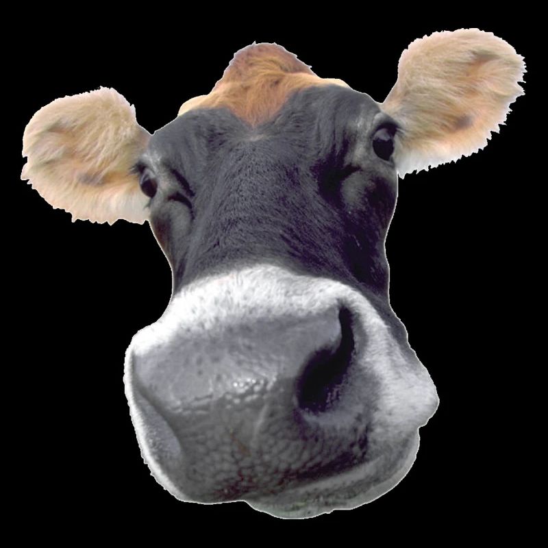 Moo Cow dairy cow