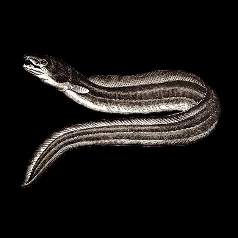 Aal Angler